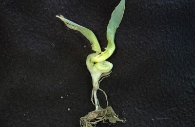 impact of crusted soil on corn emergence